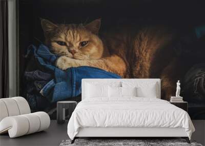  cat lies in the closet on clothes (British breed) funny pet Wall mural